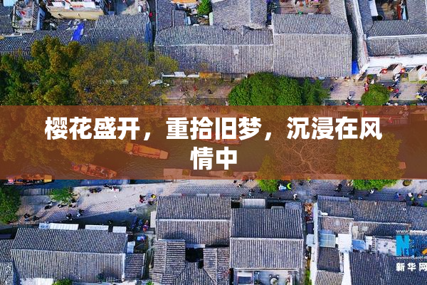 樱花盛开，重拾旧梦，沉浸在风情中