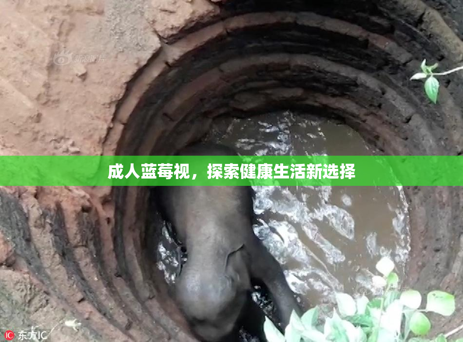 成人蓝莓视，探索健康生活新选择