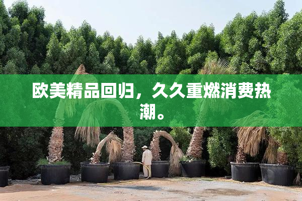 欧美精品回归，久久重燃消费热潮。