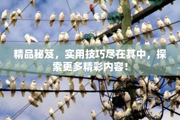 精品秘笈，实用技巧尽在其中，探索更多精彩内容！