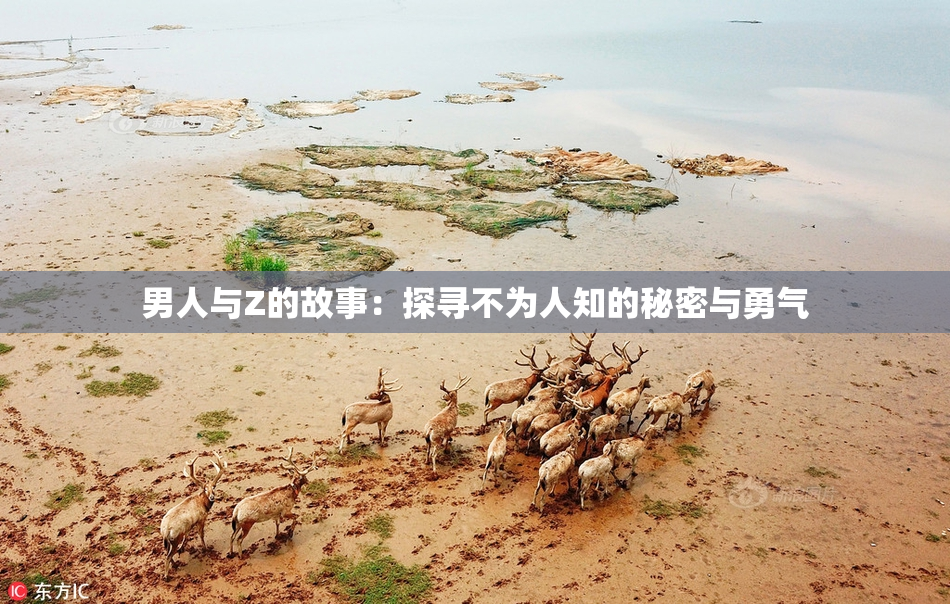 男人与Z的故事：探寻不为人知的秘密与勇气
