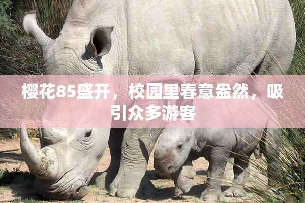 樱花85盛开，校园里春意盎然，吸引众多游客