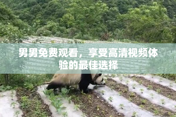男男免费观看，享受高清视频体验的最佳选择