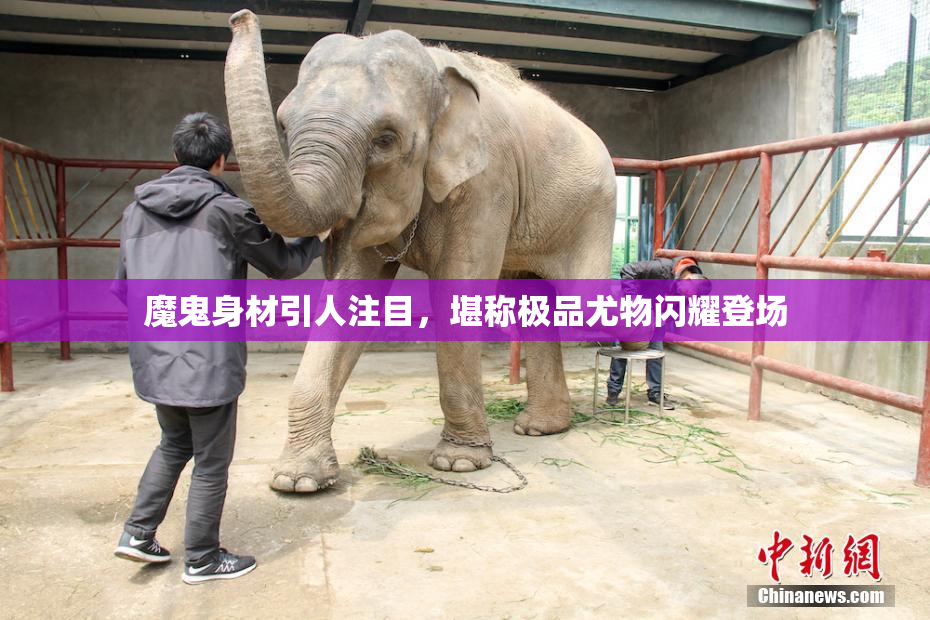 魔鬼身材引人注目，堪称极品尤物闪耀登场