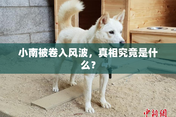小南被卷入风波，真相究竟是什么？