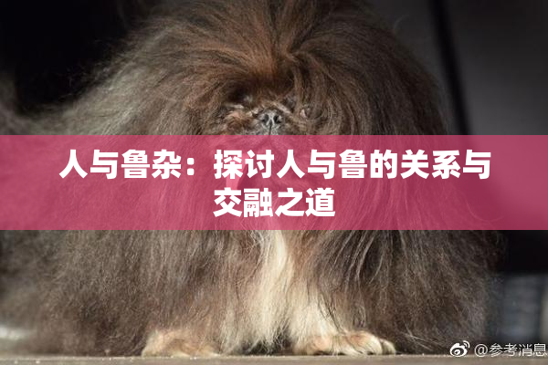 人与鲁杂：探讨人与鲁的关系与交融之道