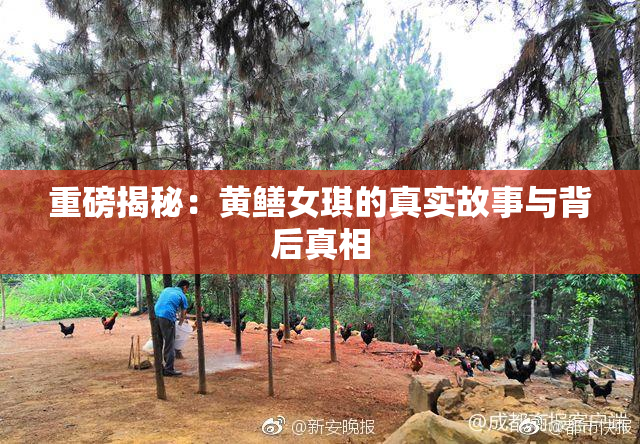 重磅揭秘：黄鳝女琪的真实故事与背后真相