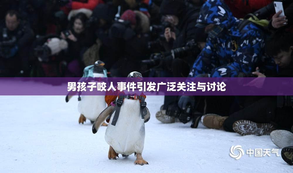 男孩子咬人事件引发广泛关注与讨论