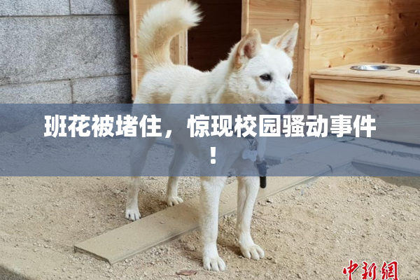 班花被堵住，惊现校园骚动事件！
