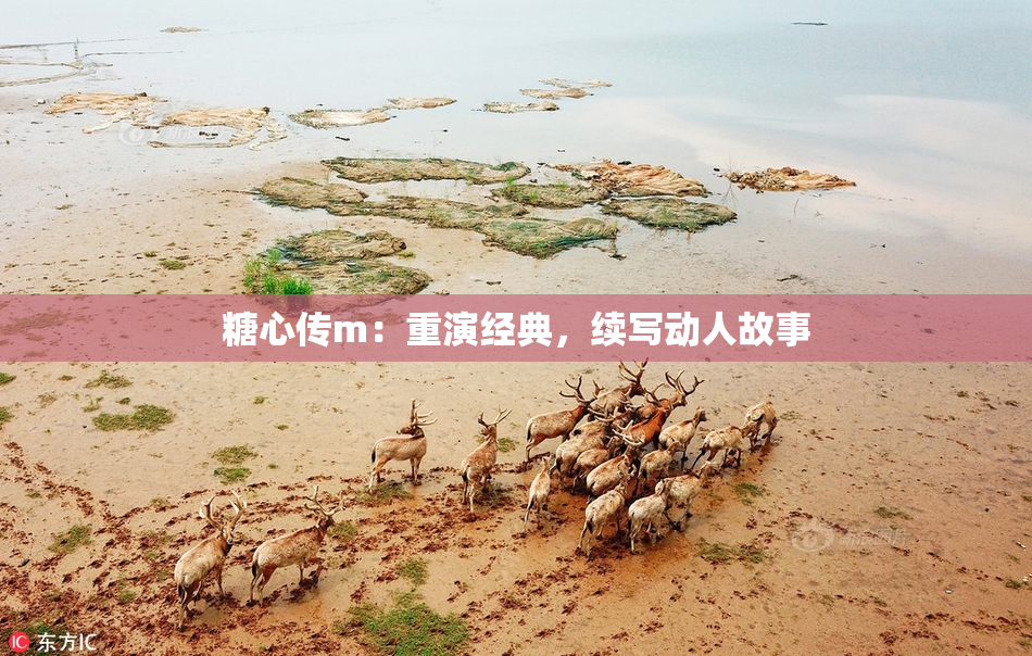 糖心传m：重演经典，续写动人故事
