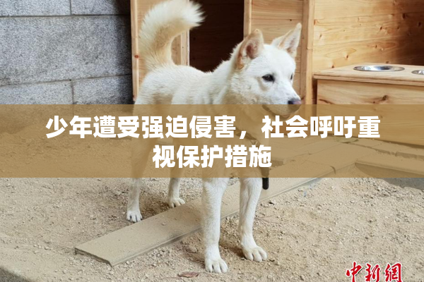 少年遭受强迫侵害，社会呼吁重视保护措施