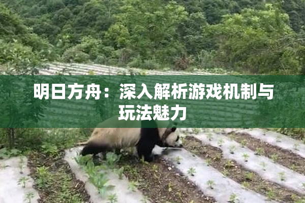 明日方舟：深入解析游戏机制与玩法魅力