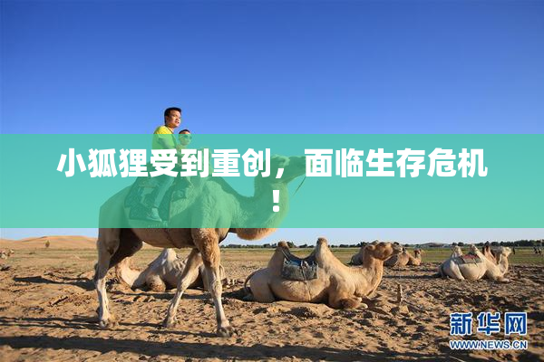 小狐狸受到重创，面临生存危机！