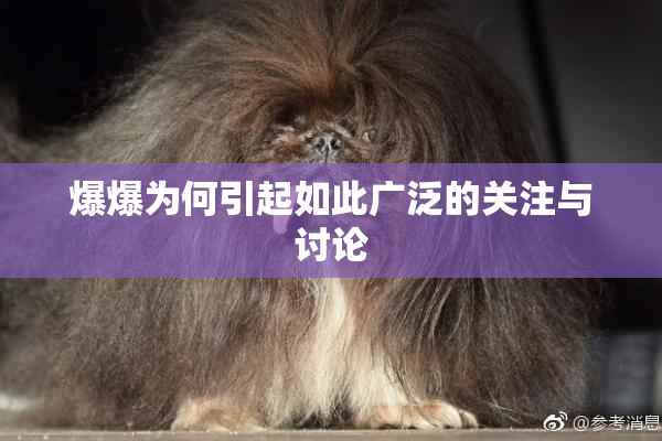 爆爆为何引起如此广泛的关注与讨论
