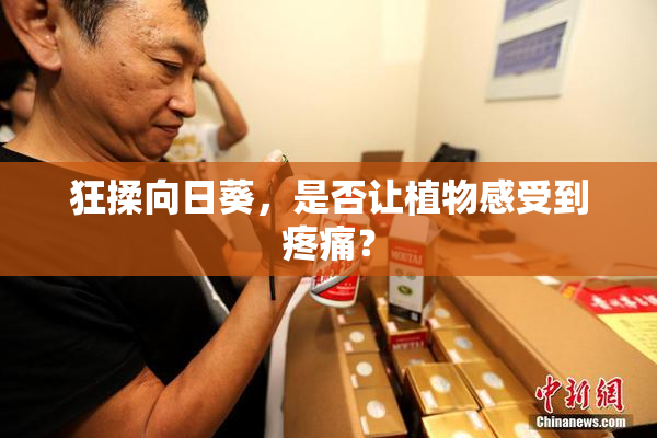 狂揉向日葵，是否让植物感受到疼痛？