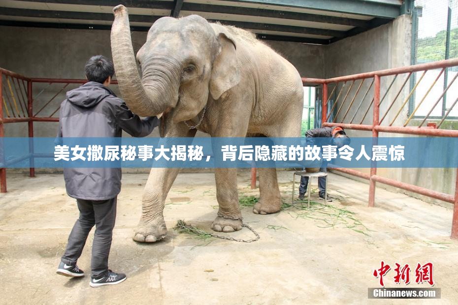 美女撒尿秘事大揭秘，背后隐藏的故事令人震惊
