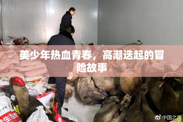 美少年热血青春，高潮迭起的冒险故事