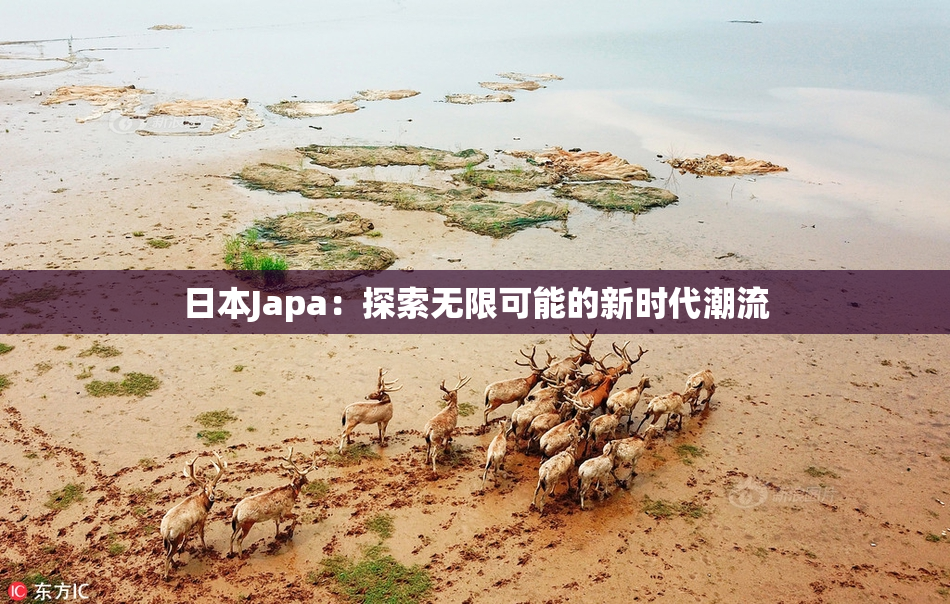 日本Japa：探索无限可能的新时代潮流
