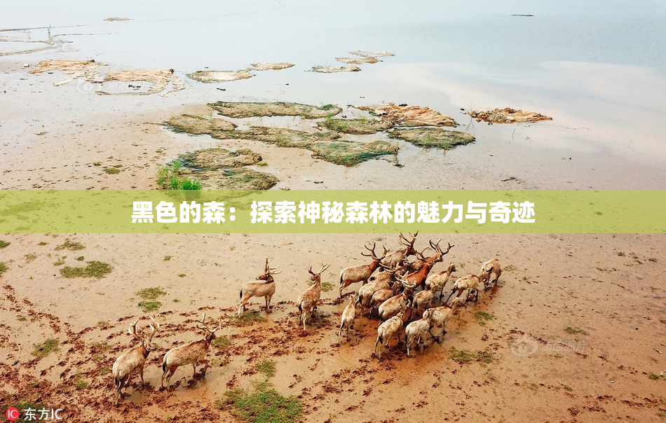 黑色的森：探索神秘森林的魅力与奇迹