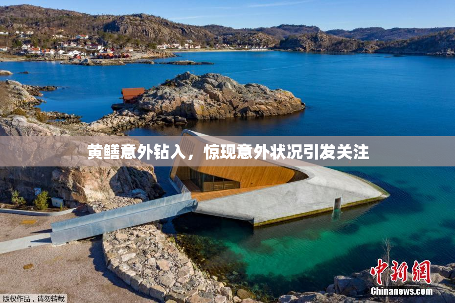 黄鳝意外钻入，惊现意外状况引发关注