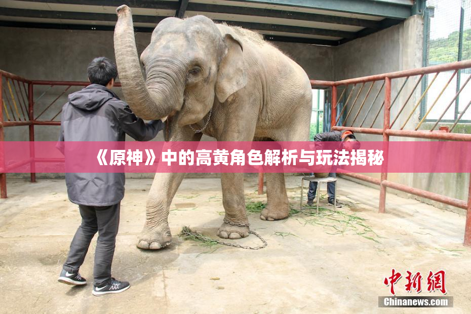 《原神》中的高黄角色解析与玩法揭秘