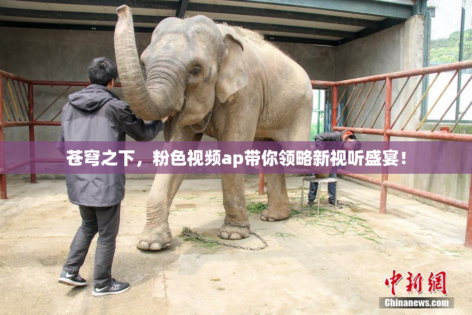 苍穹之下，粉色视频ap带你领略新视听盛宴！