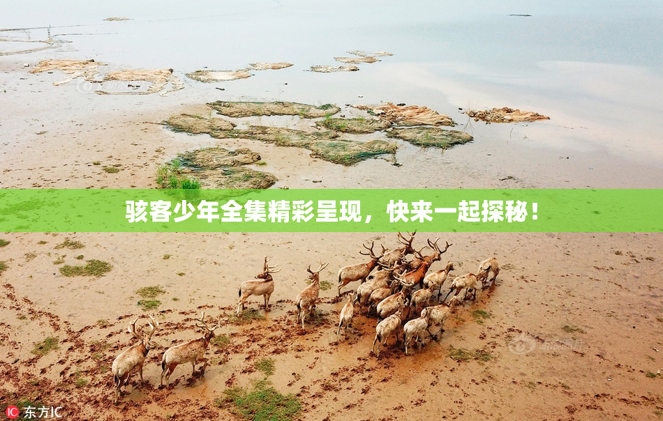 骇客少年全集精彩呈现，快来一起探秘！