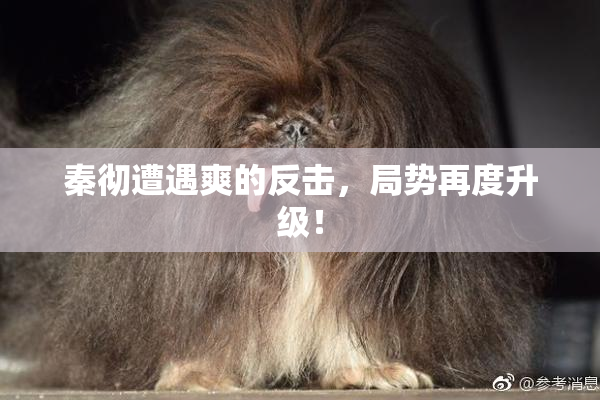 秦彻遭遇爽的反击，局势再度升级！