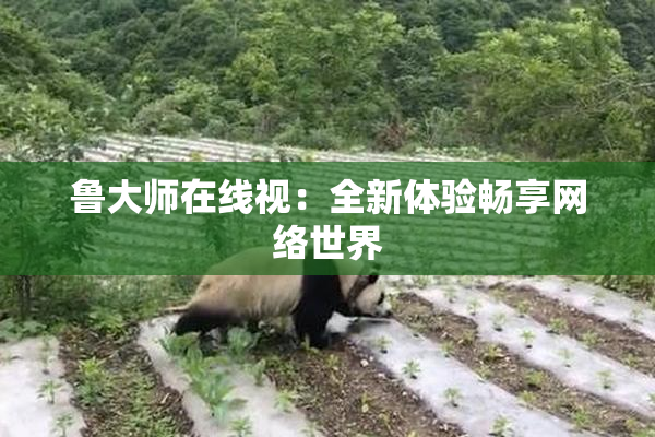 鲁大师在线视：全新体验畅享网络世界