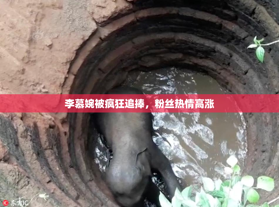李慕婉被疯狂追捧，粉丝热情高涨