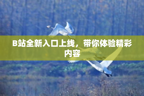 B站全新入口上线，带你体验精彩内容