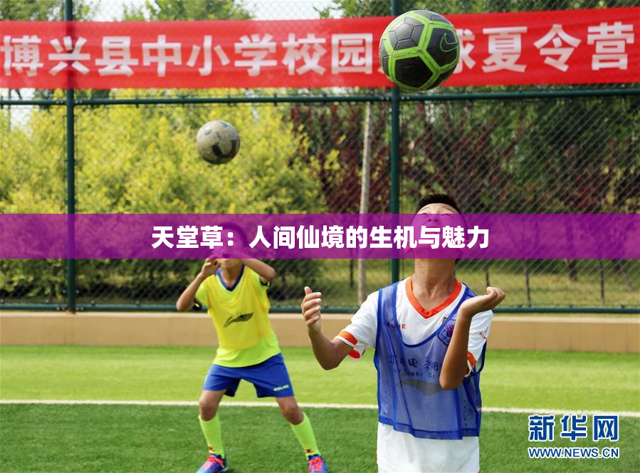 天堂草：人间仙境的生机与魅力