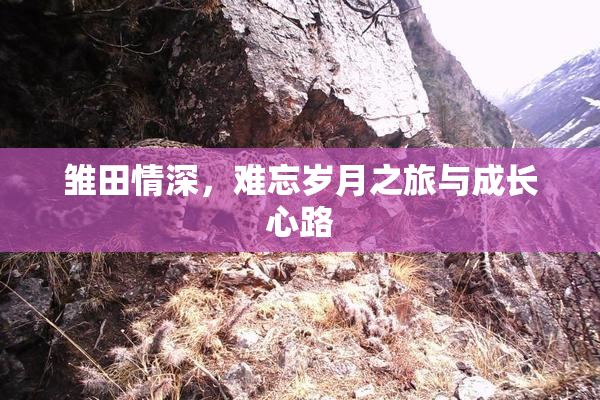 雏田情深，难忘岁月之旅与成长心路