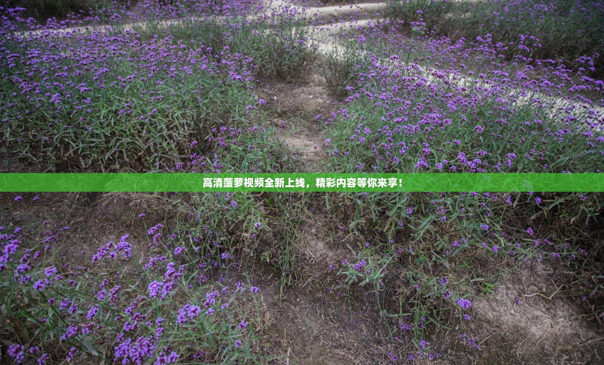 高清菠萝视频全新上线，精彩内容等你来享！