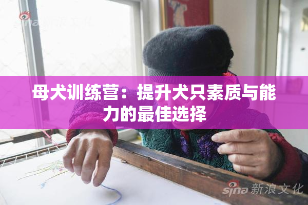 母犬训练营：提升犬只素质与能力的最佳选择