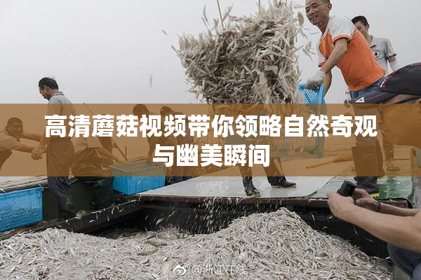 高清蘑菇视频带你领略自然奇观与幽美瞬间
