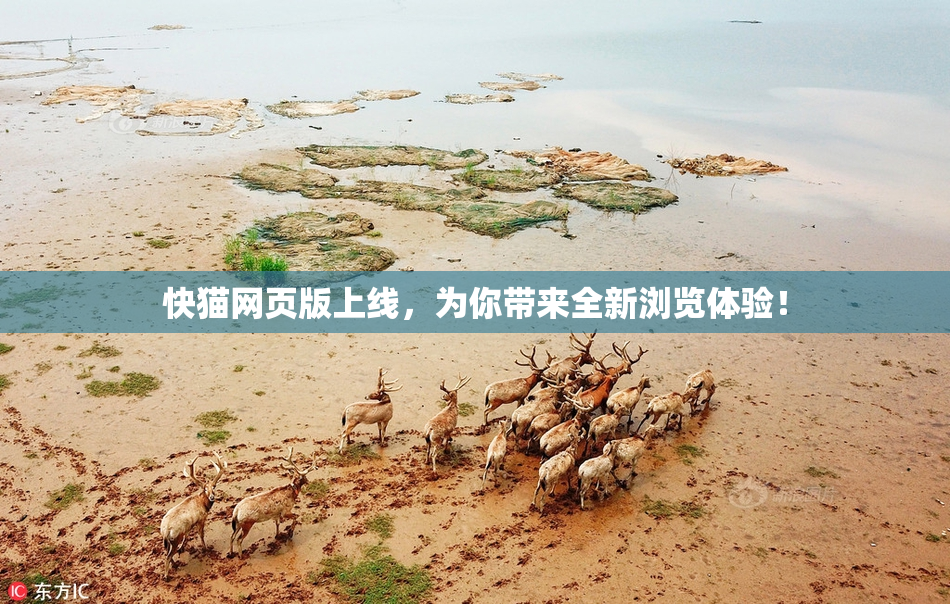 快猫网页版上线，为你带来全新浏览体验！