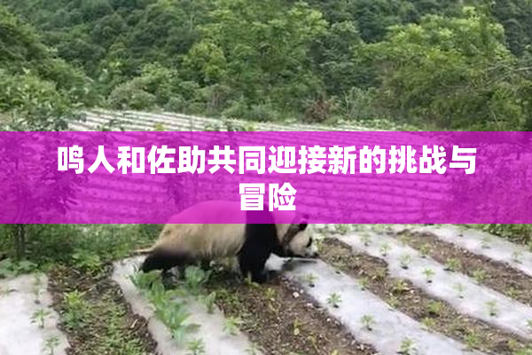 鸣人和佐助共同迎接新的挑战与冒险