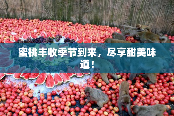 蜜桃丰收季节到来，尽享甜美味道！