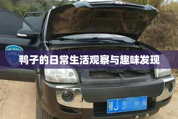 鸭子的日常生活观察与趣味发现
