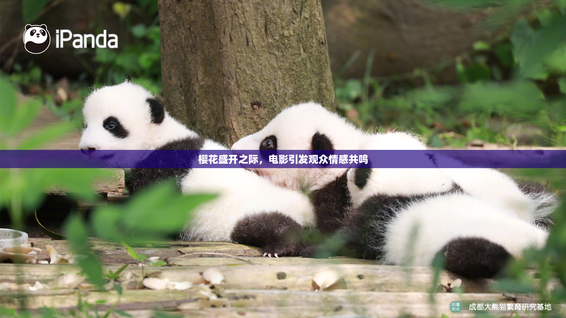 樱花盛开之际，电影引发观众情感共鸣
