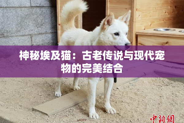 神秘埃及猫：古老传说与现代宠物的完美结合