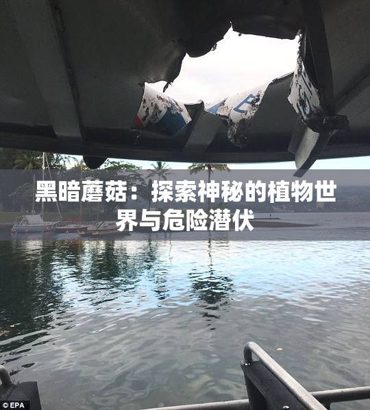 黑暗蘑菇：探索神秘的植物世界与危险潜伏