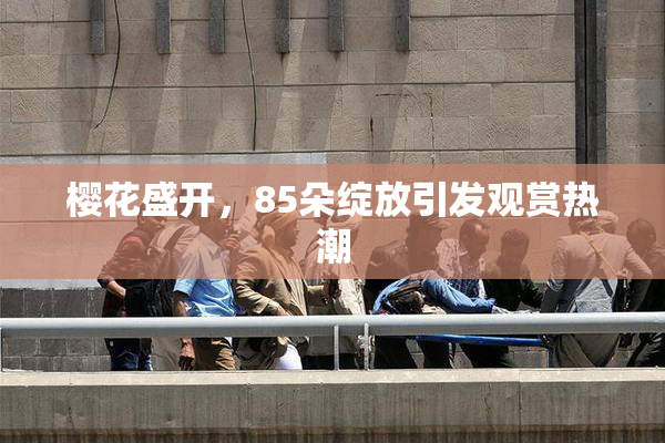 樱花盛开，85朵绽放引发观赏热潮