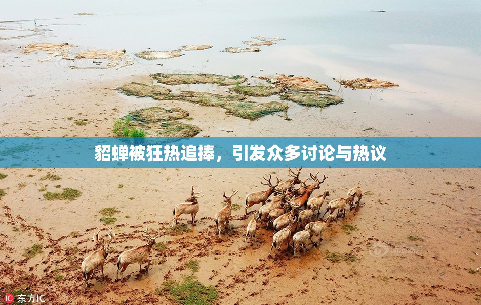 貂蝉被狂热追捧，引发众多讨论与热议