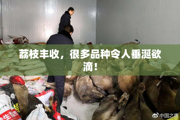 荔枝丰收，很多品种令人垂涎欲滴！