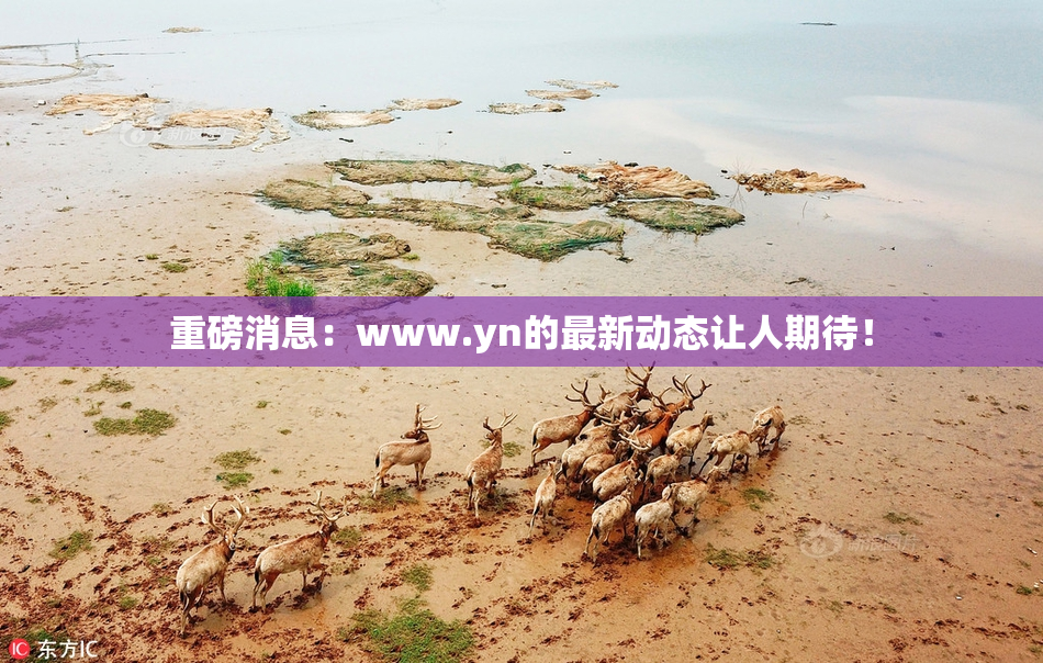 重磅消息：www.yn的最新动态让人期待！