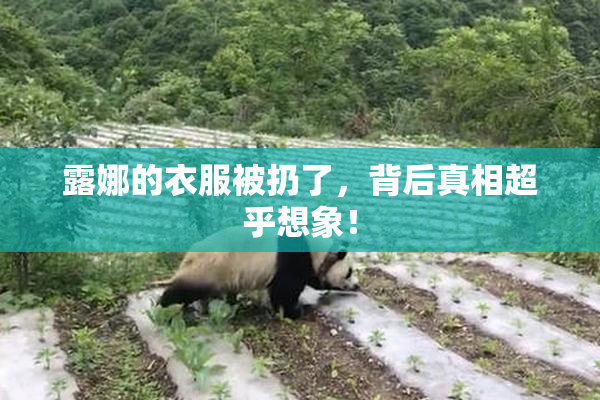 露娜的衣服被扔了，背后真相超乎想象！