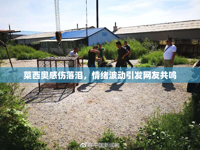 菜西奥感伤落泪，情绪波动引发网友共鸣