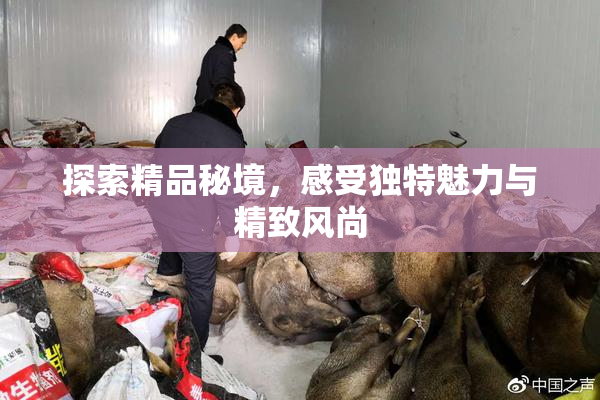 探索精品秘境，感受独特魅力与精致风尚